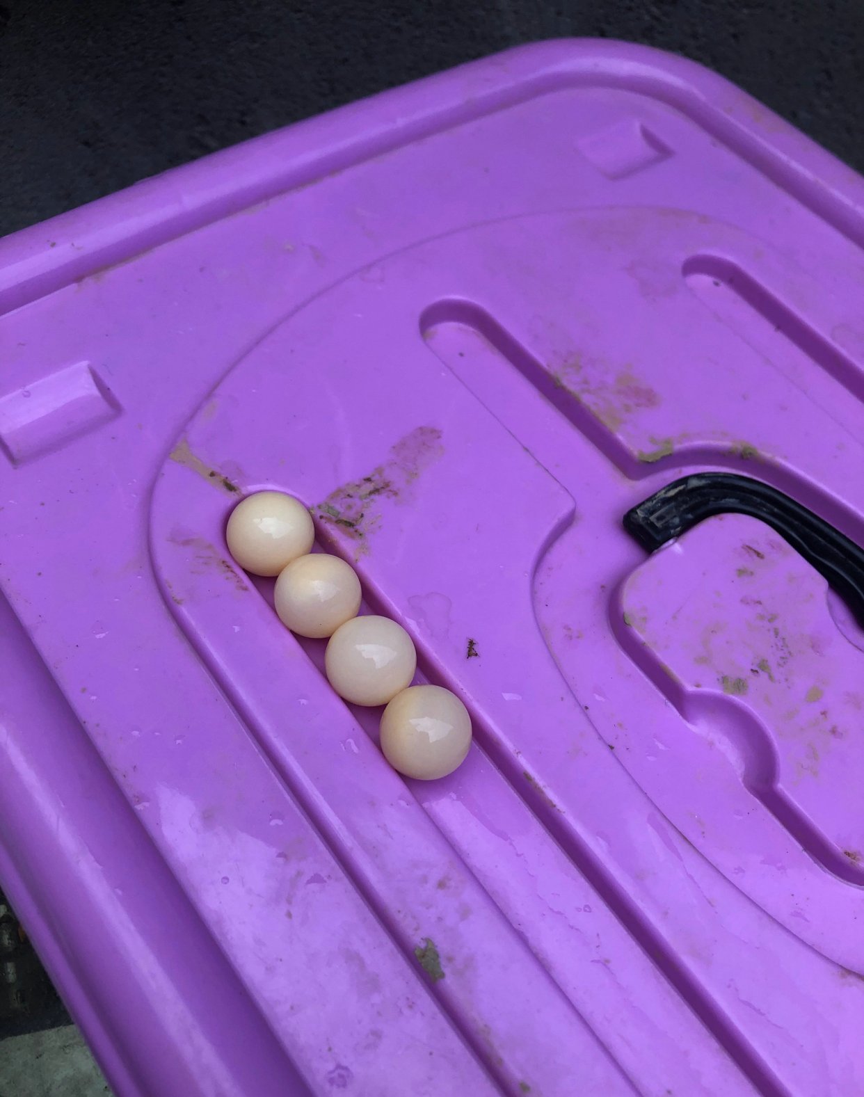 钓到一只野生大甲鱼引围观,养的野生甲鱼下蛋了