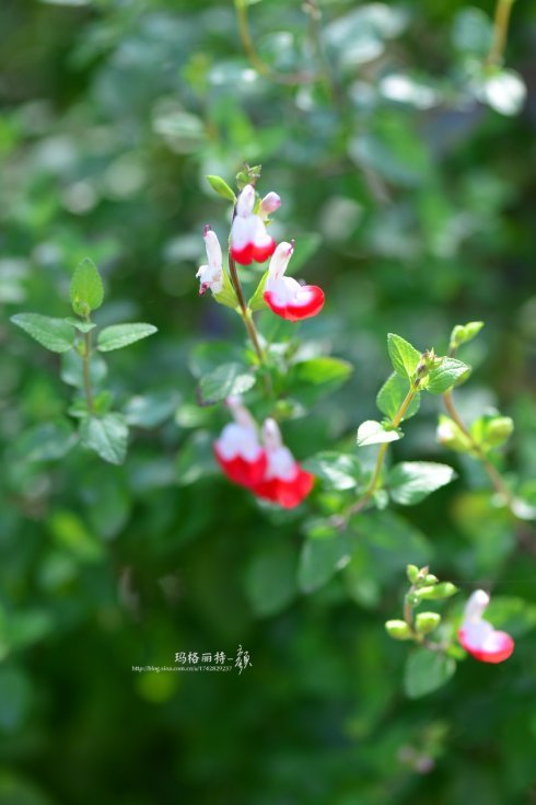 西餐常用的十三种香草介绍大全,西餐中常用的15种香料和香草