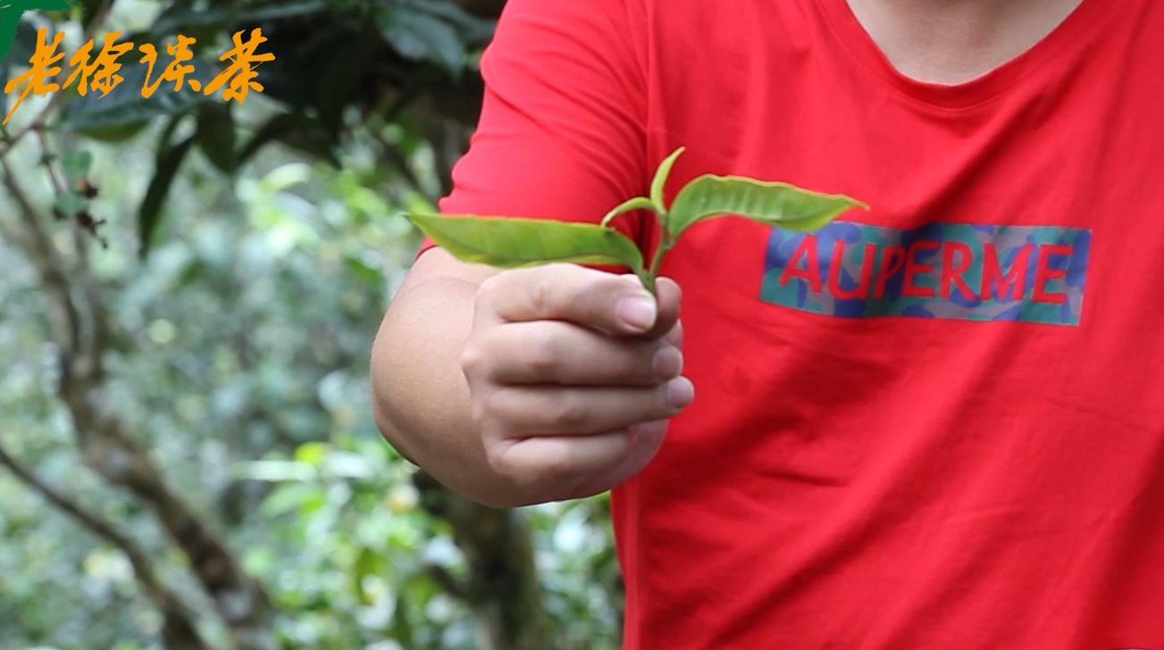 邦东古树单株秋茶价格,老徐谈古茶树完整视频