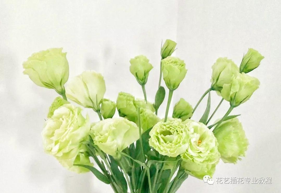 学花艺必备的花语,花艺师要知道的花与花语