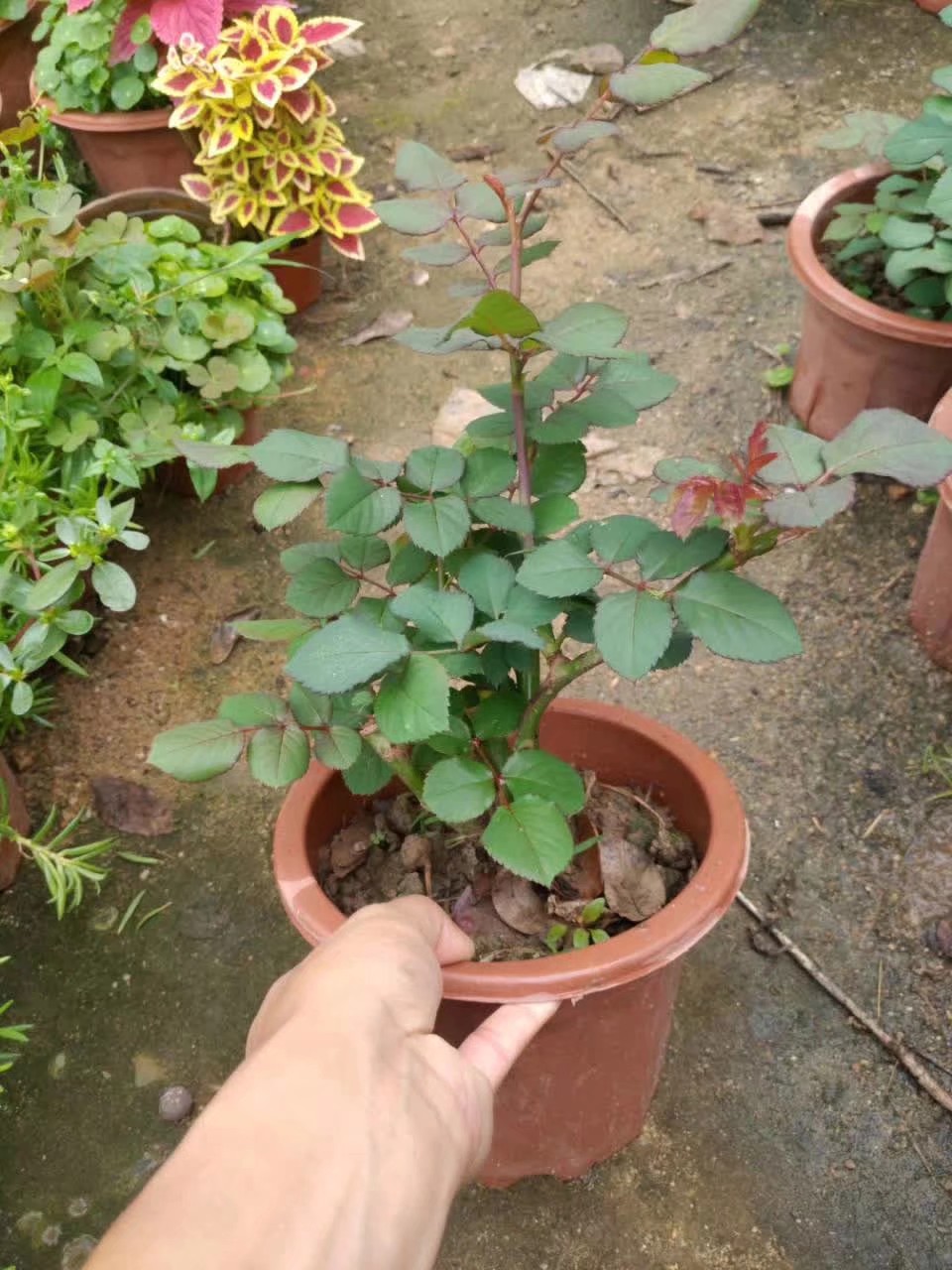 怎么种玫瑰花一年四季都有开花,玫瑰花怎么种可以一年四季都有