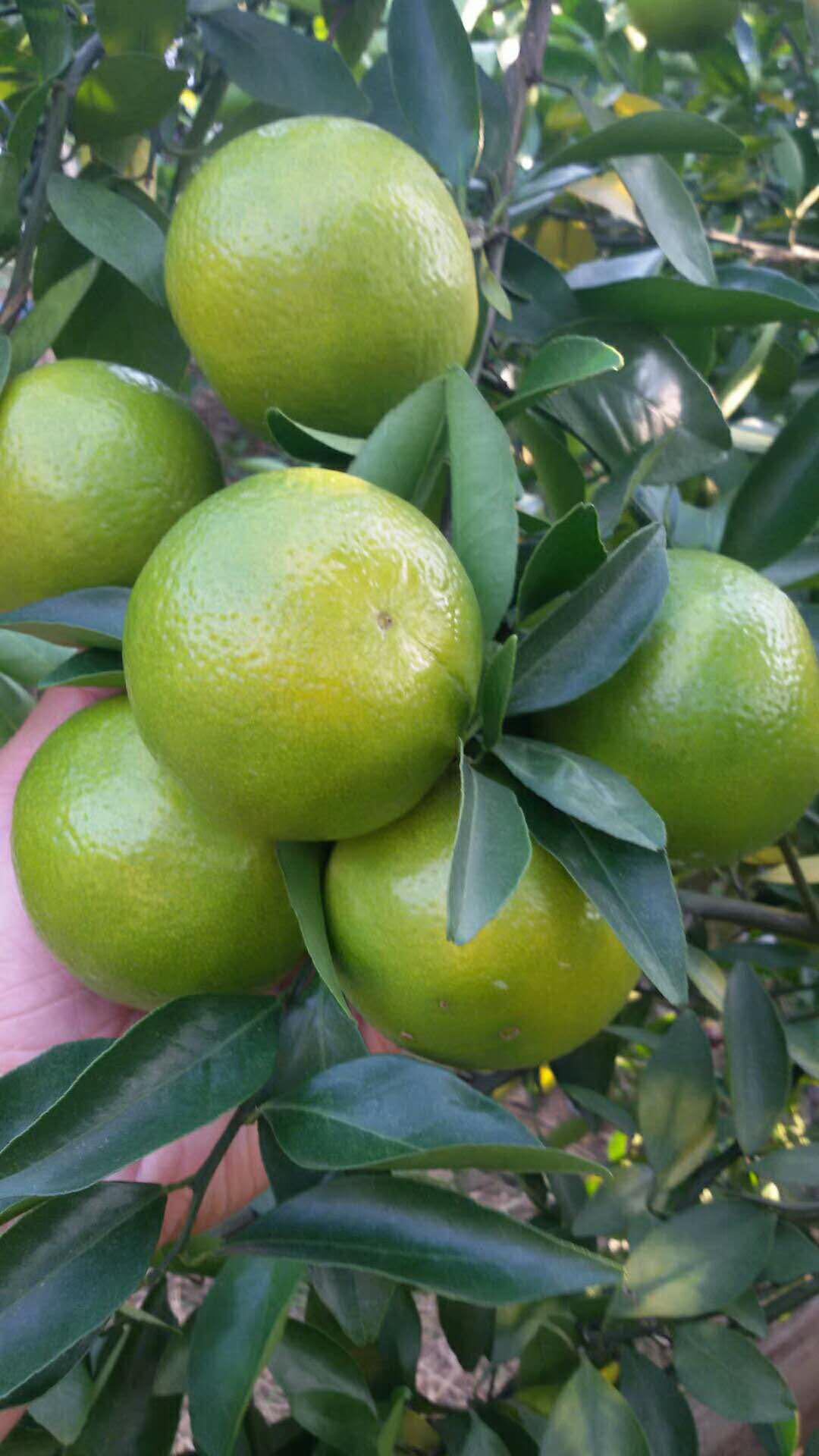 皇帝柑种植方法与技术,皇帝柑怎么自己种