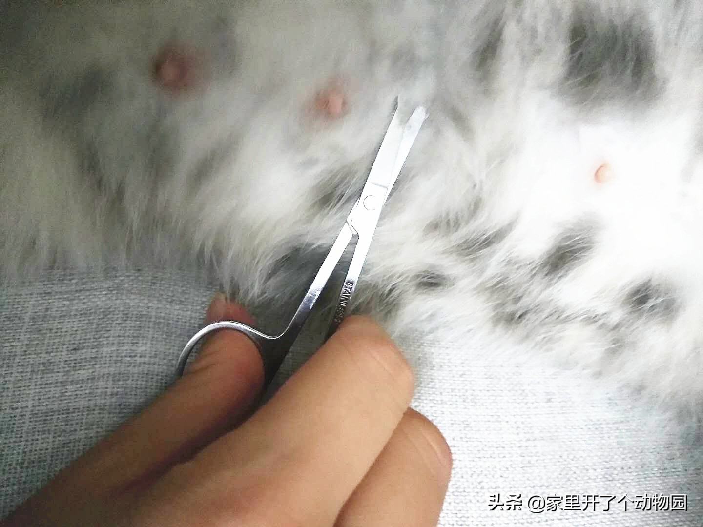 记录猫咪生娃第二天,记录猫咪怀孕41天