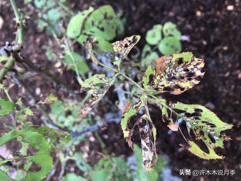 买到牙签苗怎么办,月季牙签苗能买吗