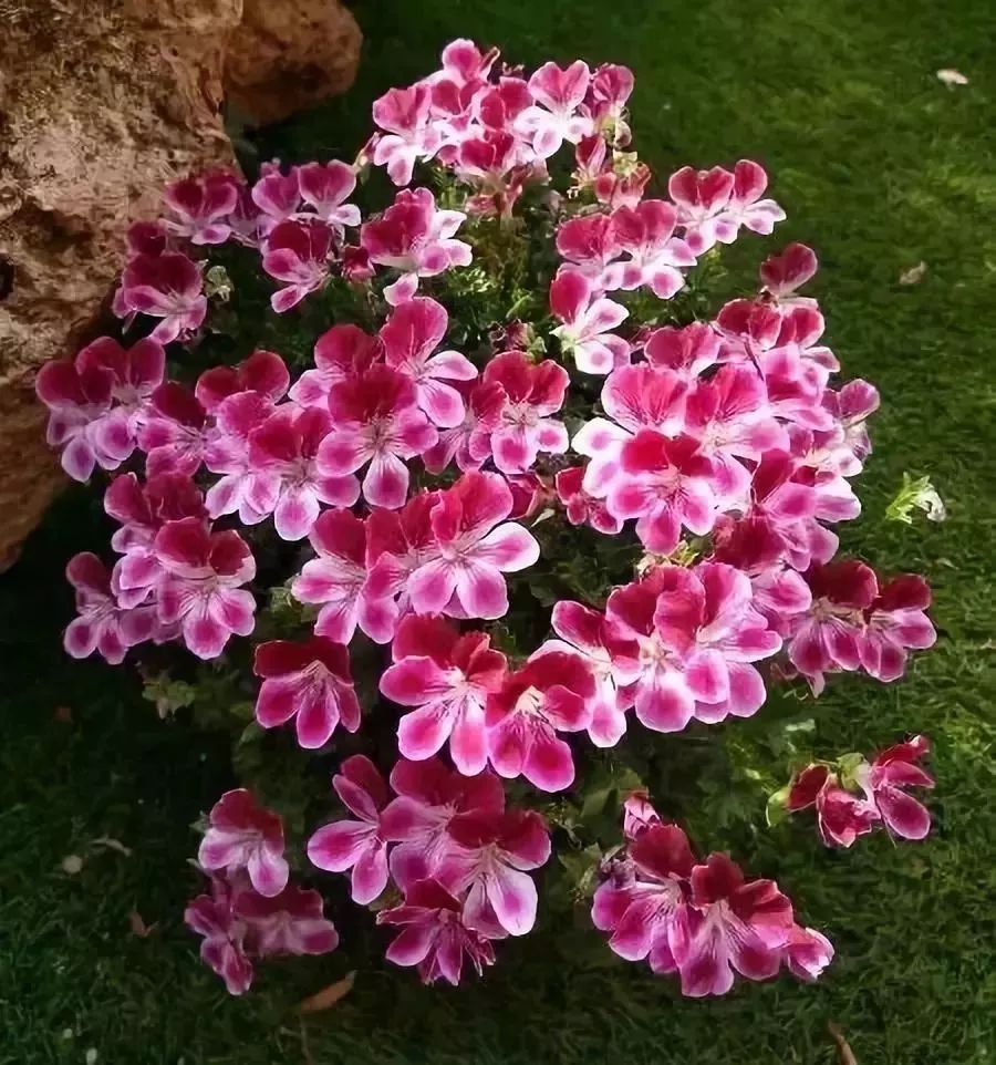 看到花的时候,不知是什么花?那就收下这份百花图谱