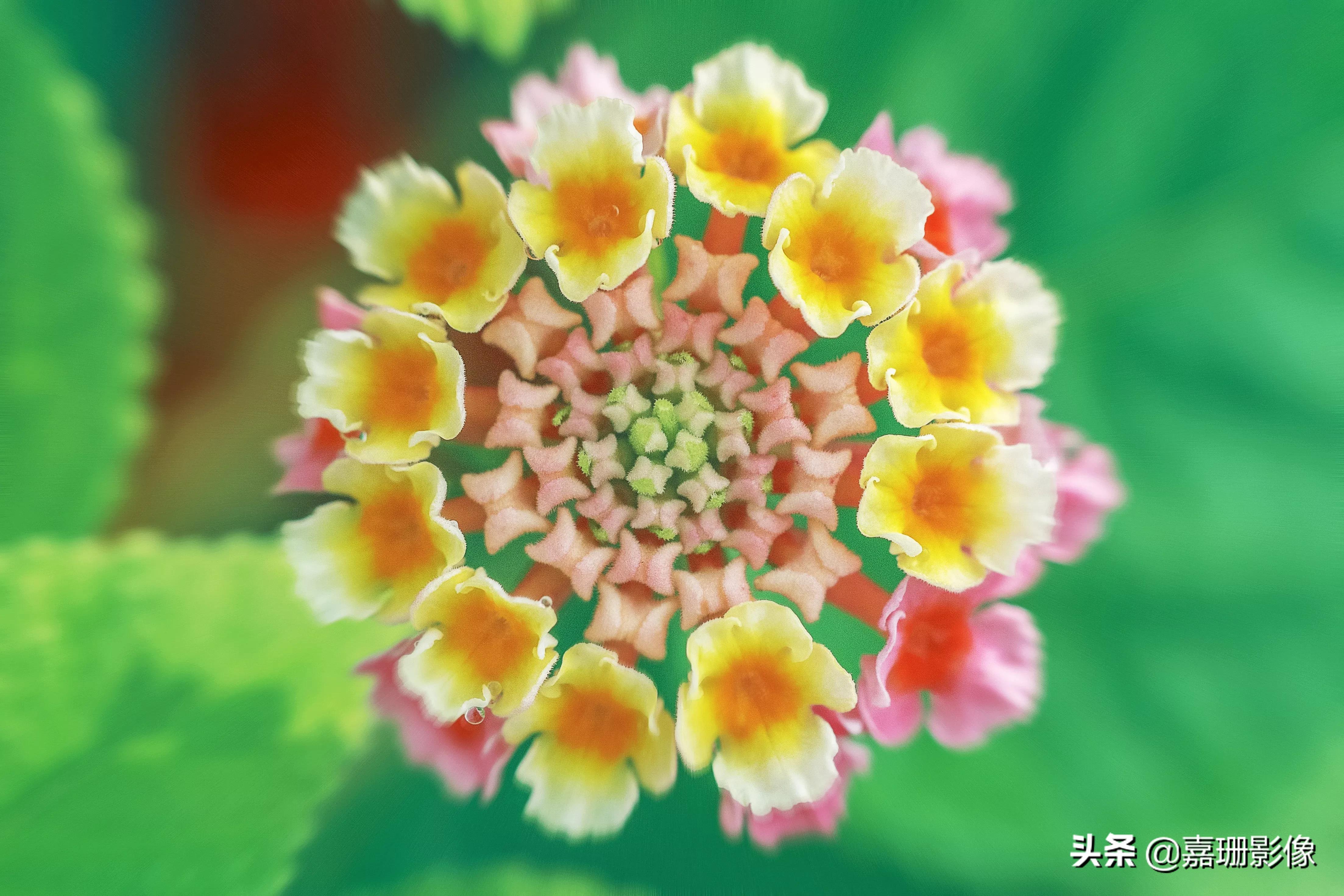 看看花容,听听花语2020年我镜头里的百种花卉