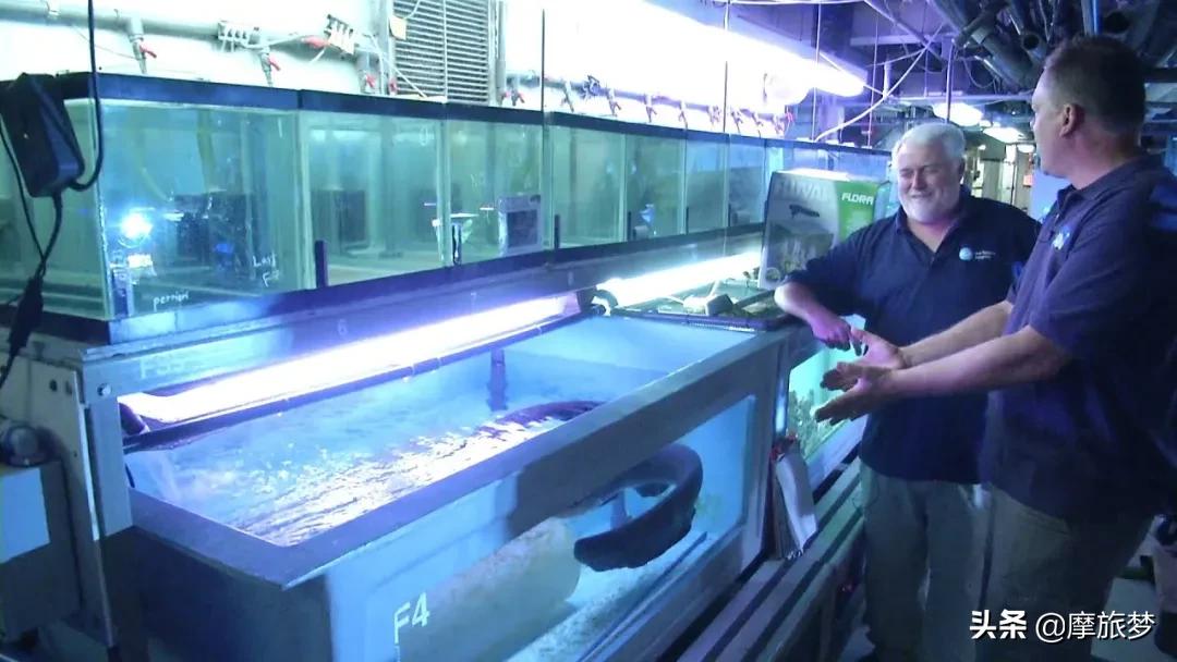 玩了一下电鳗,他口吐白沫倒下了