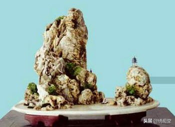 丛林式盆景欣赏,盆景欣赏及制作