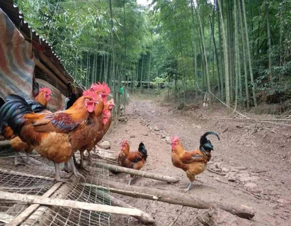 了解鸡的视频,了解母鸡的特性