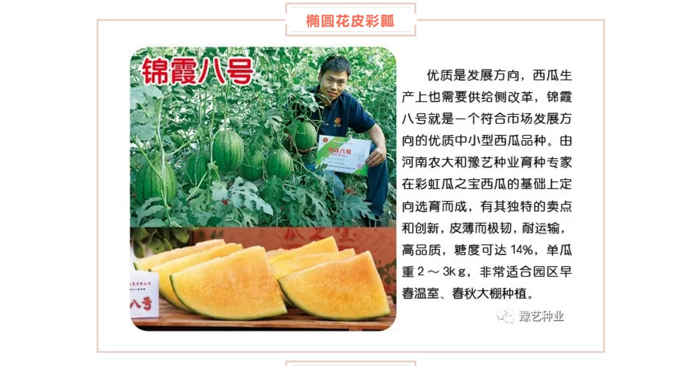 西瓜高产栽培管理技术之二,西瓜高产栽培技术及管理