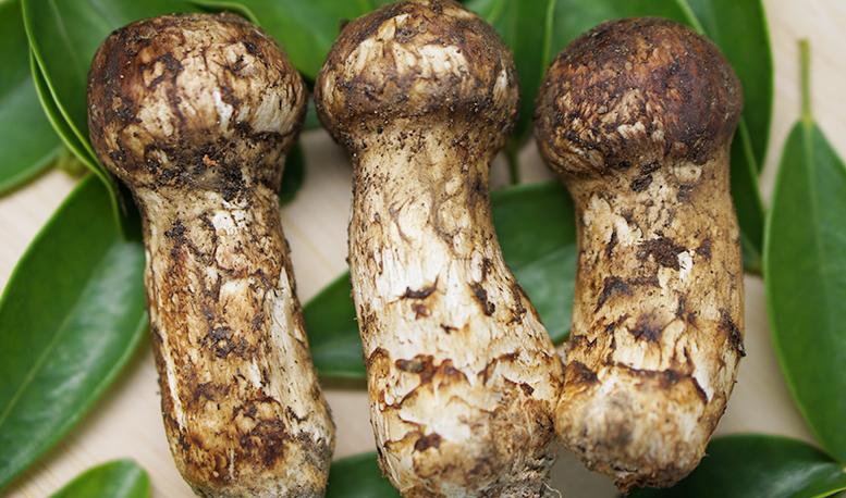 新鲜松茸怎么吃这些吃法值得一试,新鲜松茸清洗后吸水量大保存方法