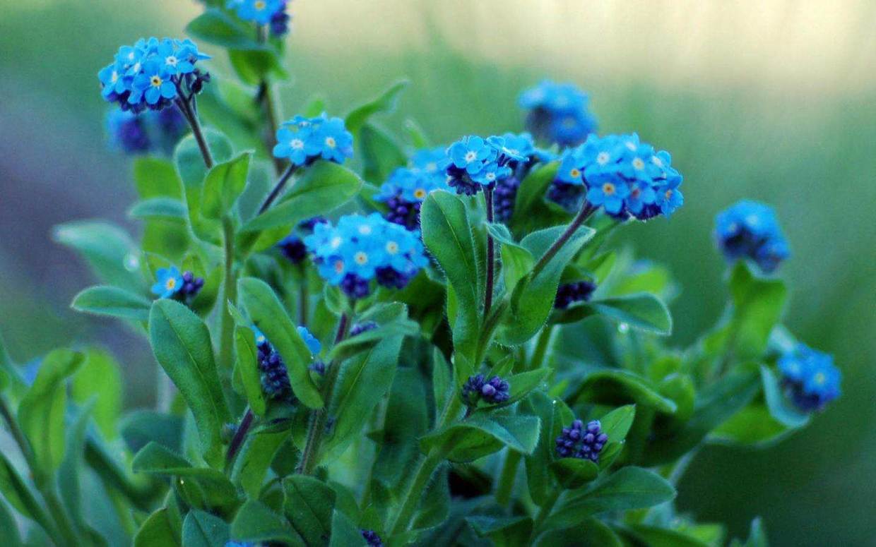勿忘我做成干花,勿忘我做干花挂多久