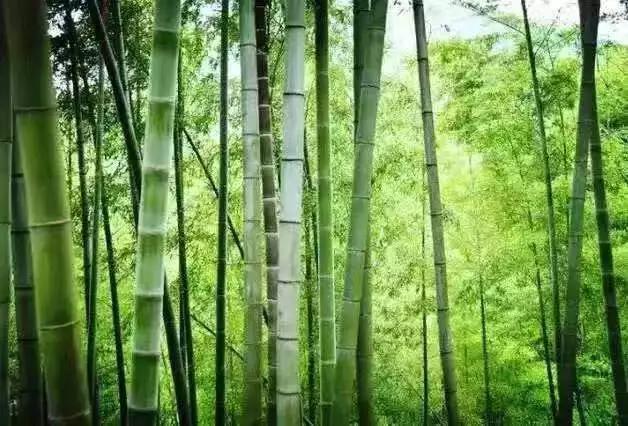 偷偷告诉你驴友们常去的从化小众特色小镇~比森林公园更美更好玩