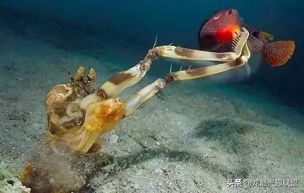 小小的皮皮虾真的有那么厉害吗,深度揭秘皮皮虾