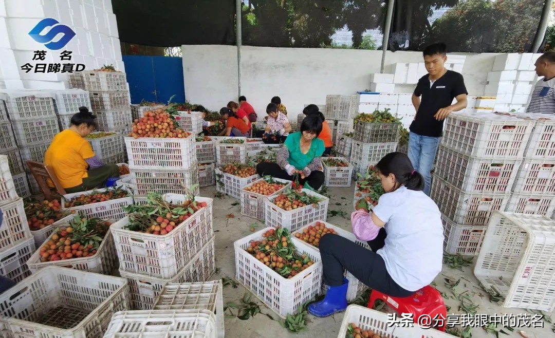 茂名荔枝大会,茂名市520荔枝产业大会
