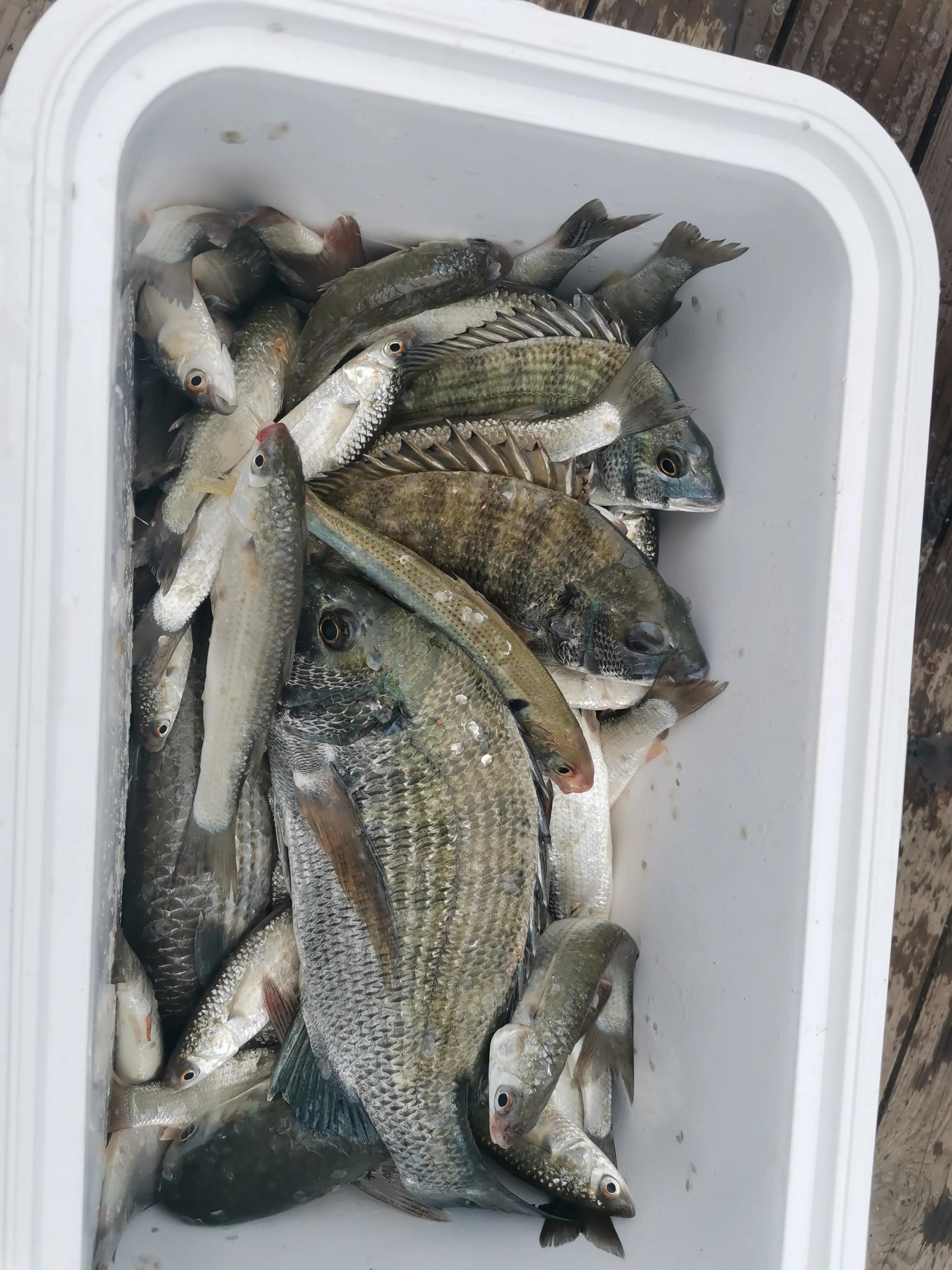 从20块钱的鱼竿开始入坑,购买鱼竿的十大坑