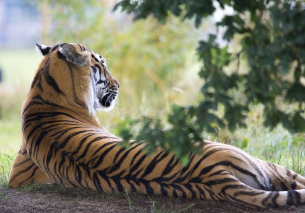 棒打狮子,棒打石狮子