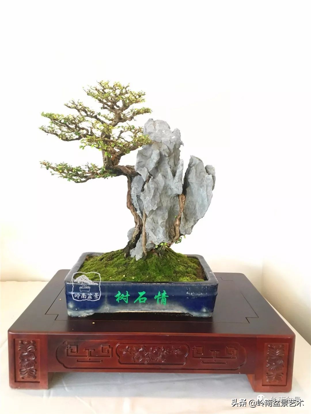 文人杂木盆景精品欣赏,可以做盆景的杂木图片大全