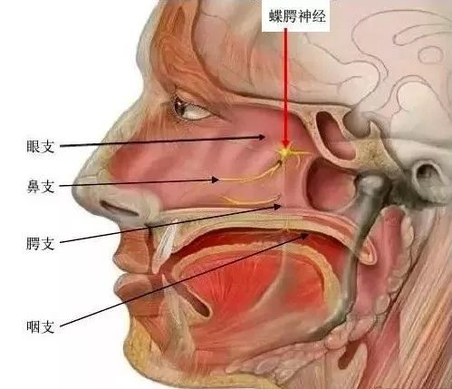 季节性过敏性鼻炎一年了,10多年的慢性鼻炎能治好么