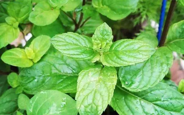 牙黄被吐槽？狮王Whitewhite美白牙膏让你开心露齿笑