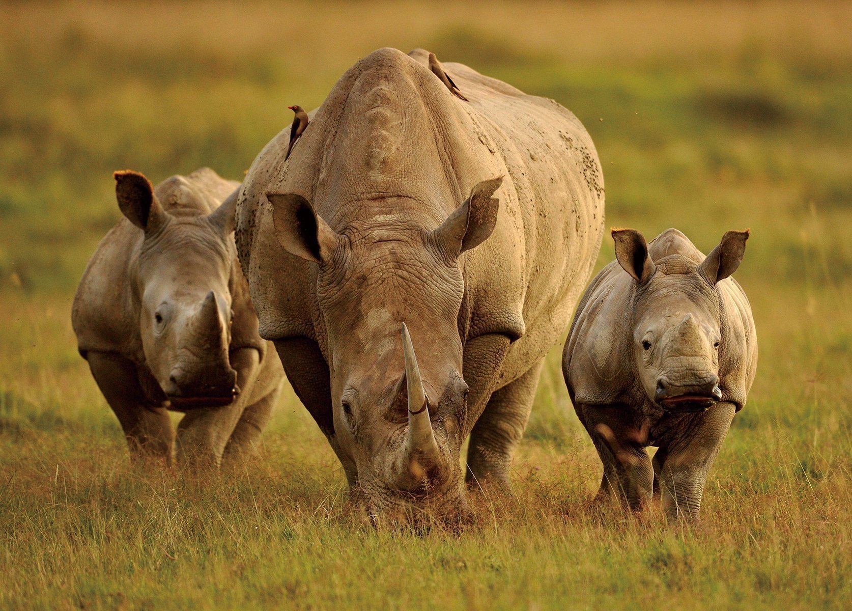 “硬化皮肤是长出外壳吗”保护方式千千万万种，这种真是绝了