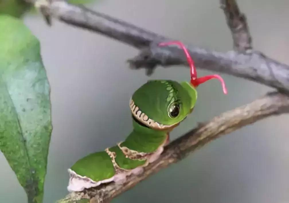 柑橘害虫及危害部位图,柑橘常见害虫高清图谱