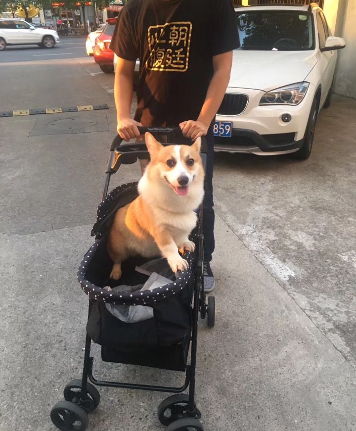 新手如何养博美犬,新手如何涂粉底