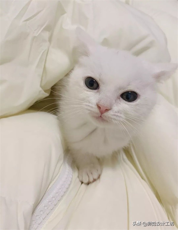 一张照片就能做出一幅海报,随手一拍怎么拍成大片