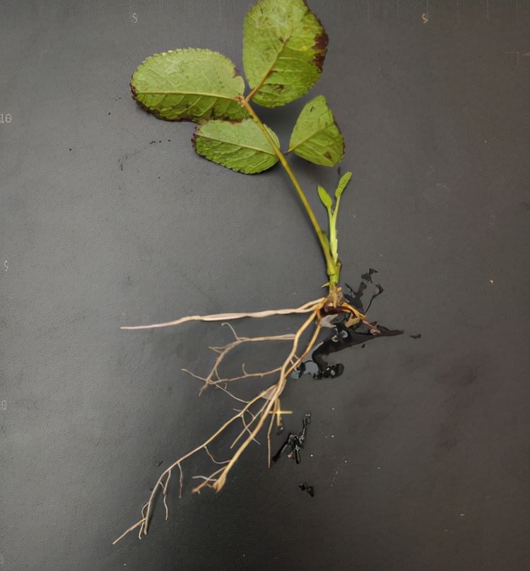 玫瑰皇后葡萄苗,玫瑰皇后苹果苗