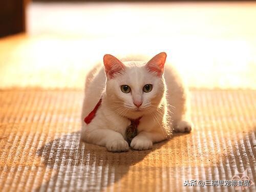 盘点那些萌猫,最萌猫十大排名