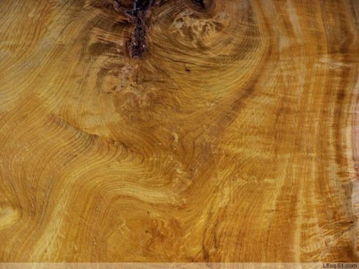 今日识木品种：榉木、香樟木、楠木、椴木、水曲柳及柳桉木