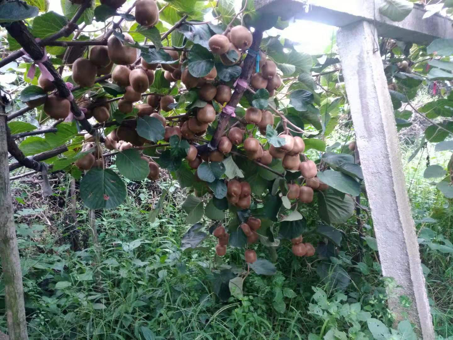 陕西秦岭的毛桃,秦岭毛毛桃在哪里