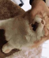 猫吃完药之后吐白沫是什么原因,猫吃完药吐白沫正常吗