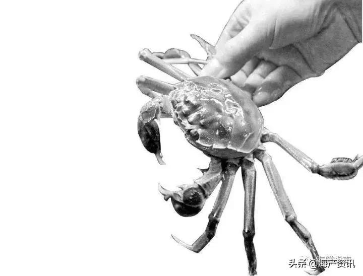 大闸蟹怎么吃才是最正确的,大闸蟹的正确吃法你知道吗