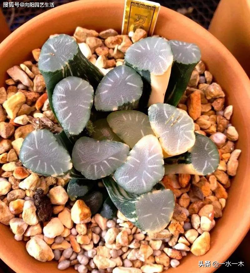 多肉十二卷的观赏价值,多肉十二卷的养护方法