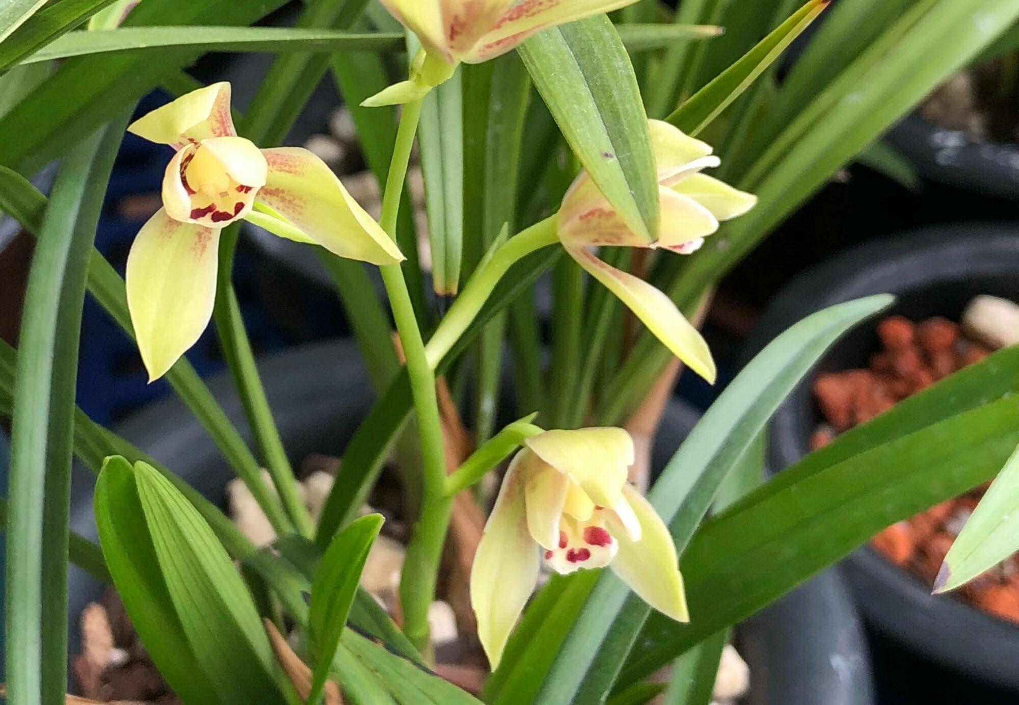 兰花根部长白毛是什么原因,兰花黑根病