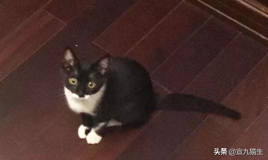 怎么判断猫咪体内有没有异物,你知道如何挑选一只健康的猫咪吗