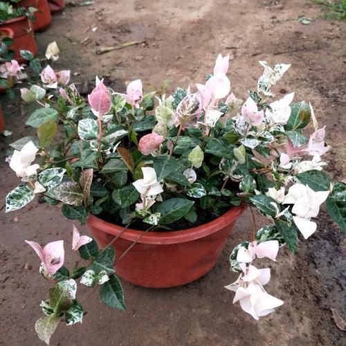 盆植的花叶络石要如何浇水,枝叶生长郁郁葱葱的秘密