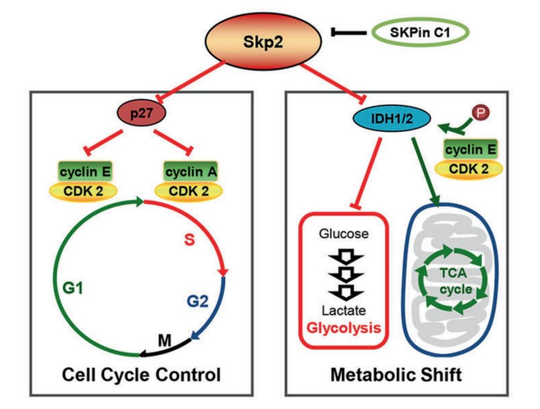 西安交大肿瘤医院肿瘤谁治的好,国际上治疗宫颈癌的最新消息