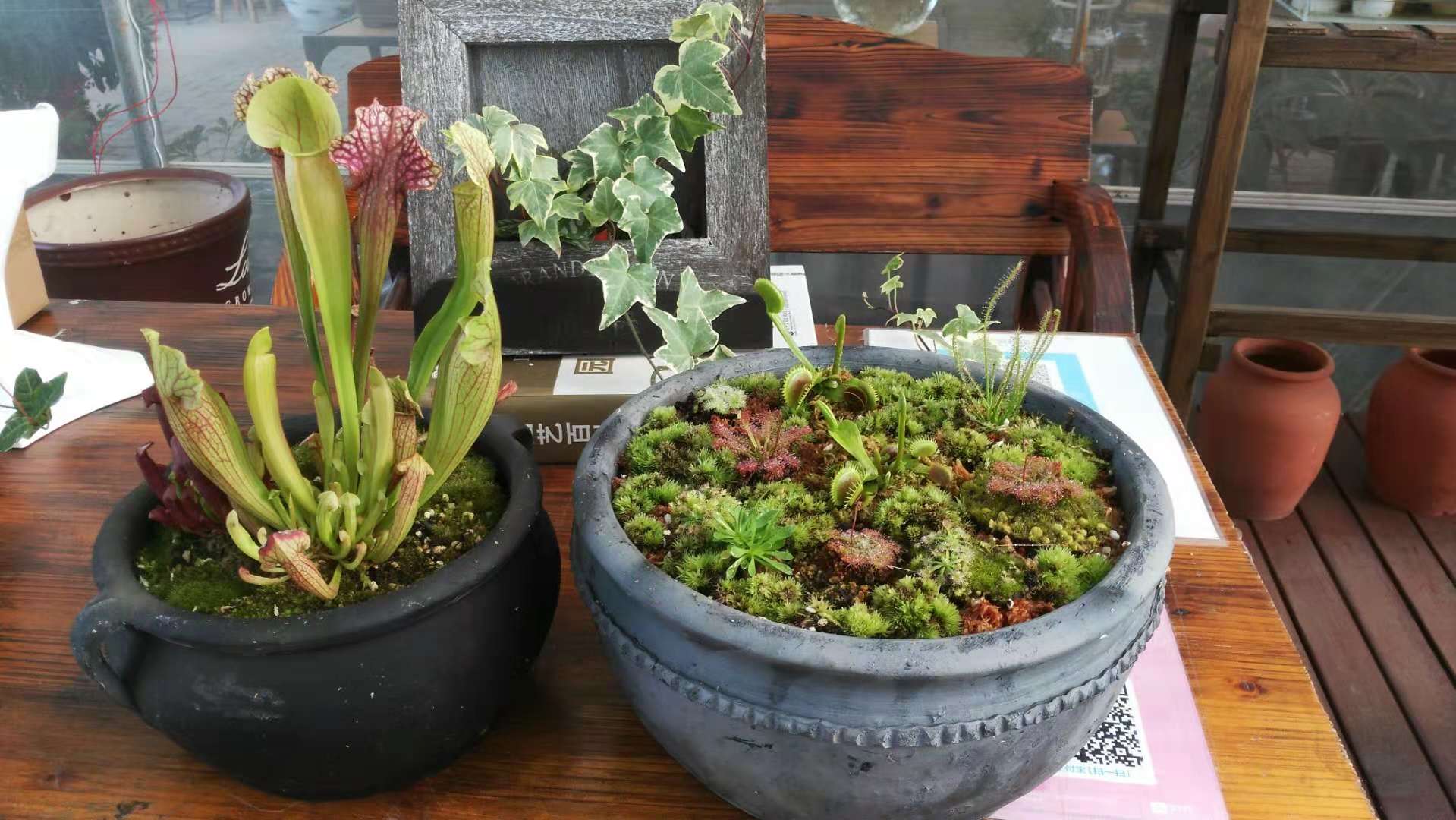 捕蝇草怎么养才能养得最健康,捕蝇草养殖的基本知识