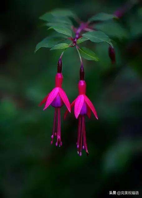 除夕快乐，第一个祝福送给你！愿你新的一年，美满幸福吉祥如意