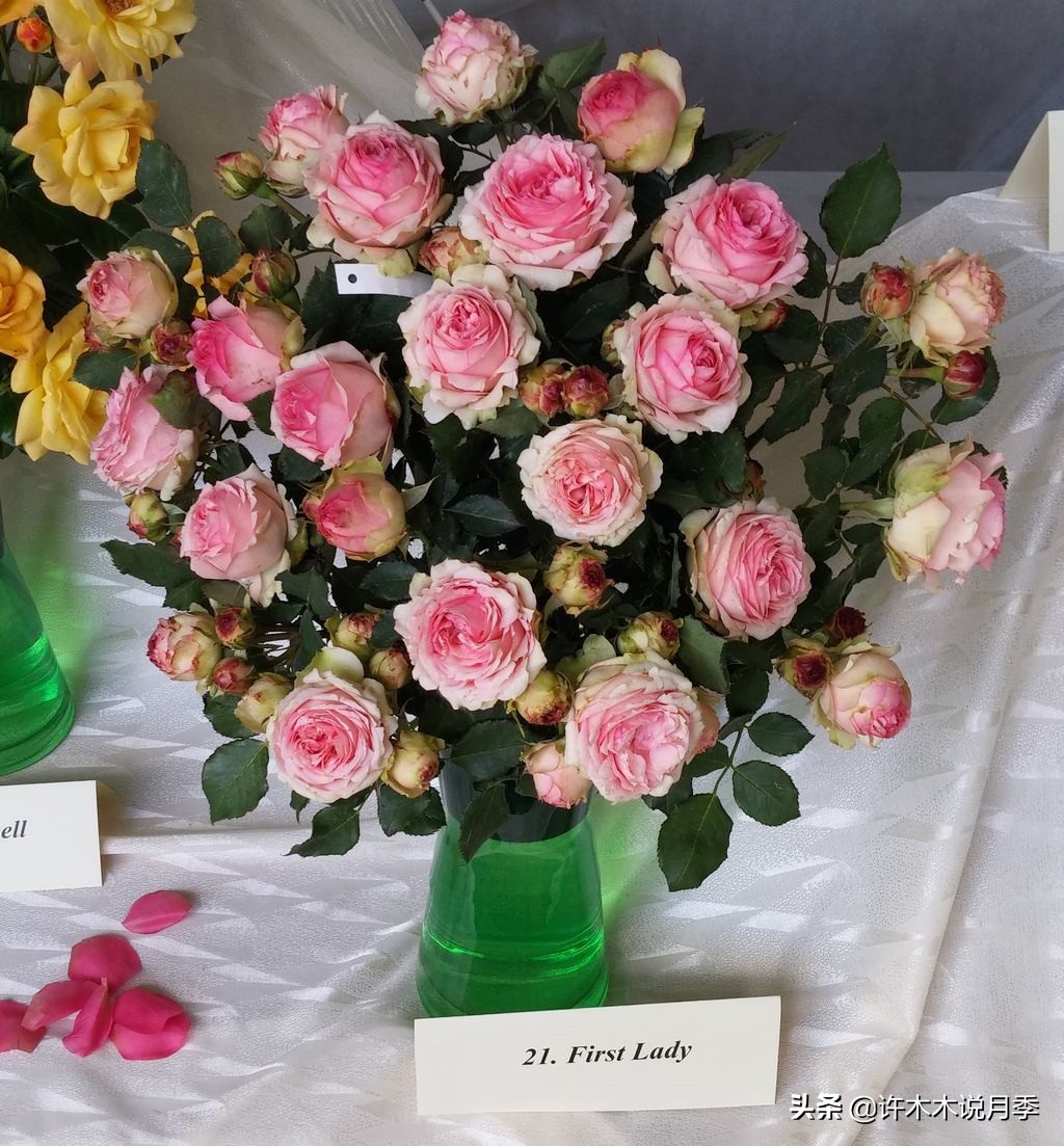 自己买玫瑰花种植,关于种植玫瑰花教程