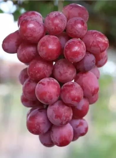 葡萄新品种发展潜力,未来5年最具潜力的葡萄品种