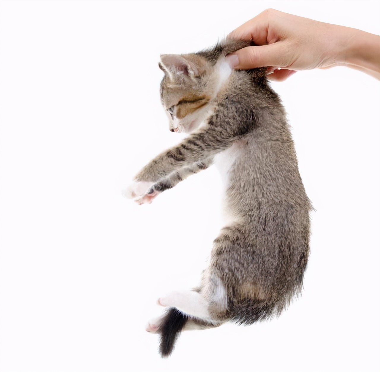 你真的会抱猫吗？5种常见的抱猫姿势，但3种都是错的