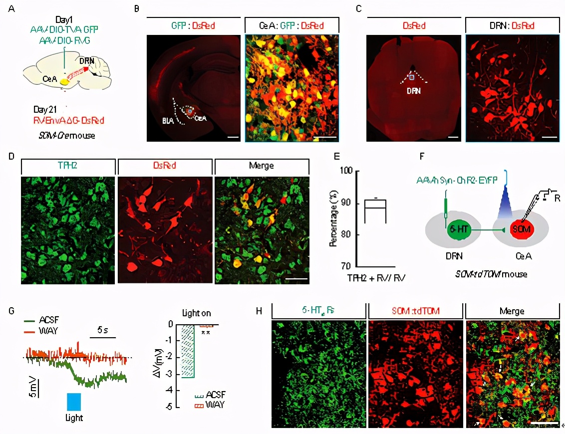 连发两篇!中科大张智组在疼痛—抑郁的神经环路方面取得重要进展