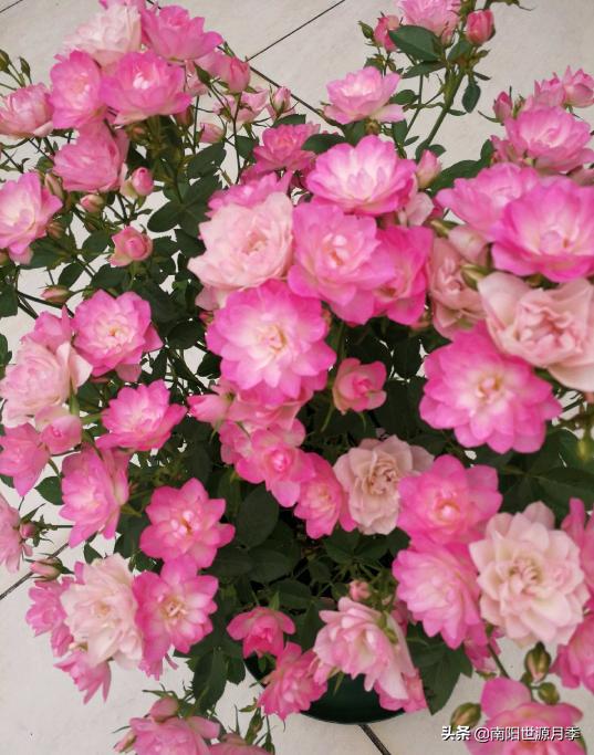 超级微型月季株型紧凑,最漂亮10种微型月季图片