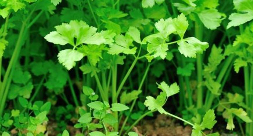 具体介绍一下香菜的一些种植方法,香菜种植时间和方法家庭种植香菜