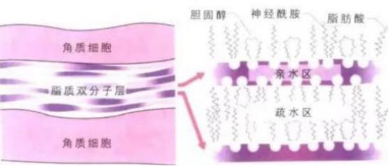天天补水为什么毛孔还是那么明显,不停的补水毛孔会变小吗