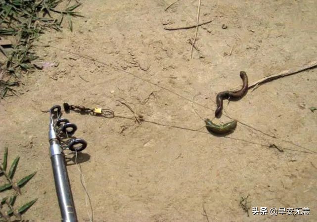 塘鲺鱼的克星,鱼塘塘鲺鱼钓饵