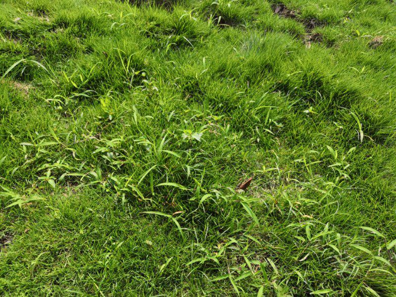 杂草生长得很旺怎么清除,杂草繁缕怎样清除